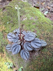Peperomia Caperata