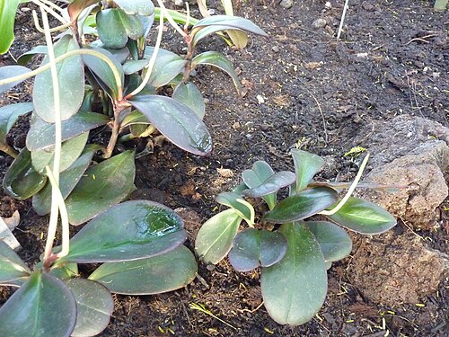 Peperomia Clusiifolia 'Rainbow'