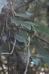 Peperomia Elongata