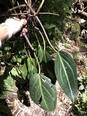 Peperomia Maculosa