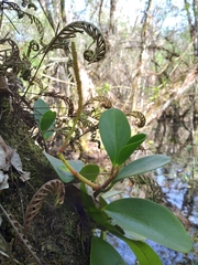Peperomia Obtusifolia Variegata