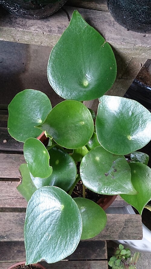 Peperomia Polybotrya