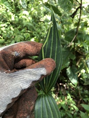 Peperomia Puteolata