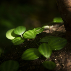 Peperomia Quadrangularis