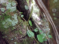 Peperomia Scandens Variegata