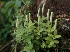 Peperomia 'Hope'