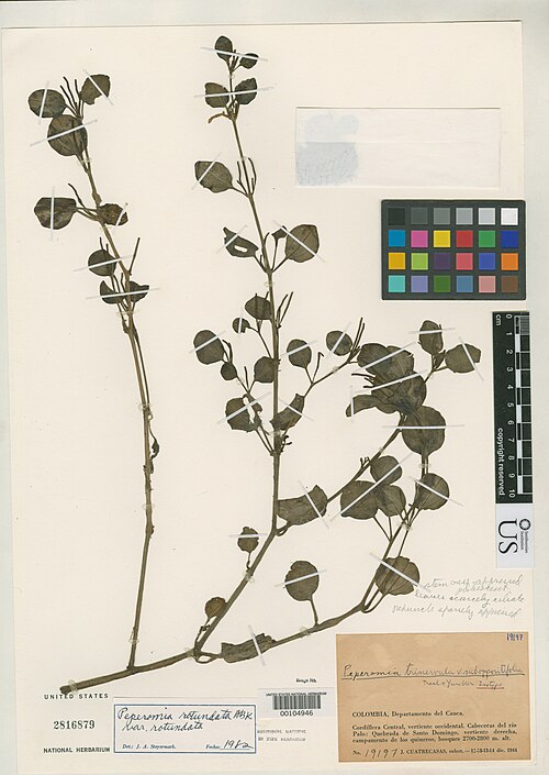 Peperomia Trinervula