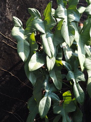 Philodendron Fiddle-leaf