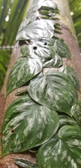 Philodendron Brandtianum
