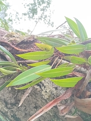 Philodendron Callosum