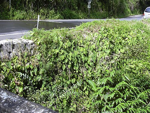 Philodendron Caramel Marble