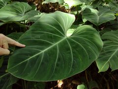Philodendron Dean McDowell