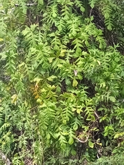 Philodendron Florida Beauty