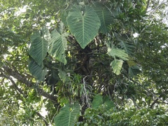 Philodendron Gigas