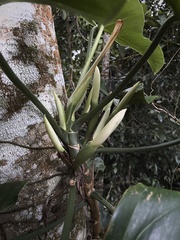 Philodendron Hastatum Silver