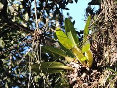Philodendron Martianum