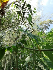 Philodendron Micans