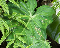 Philodendron Pastazanum
