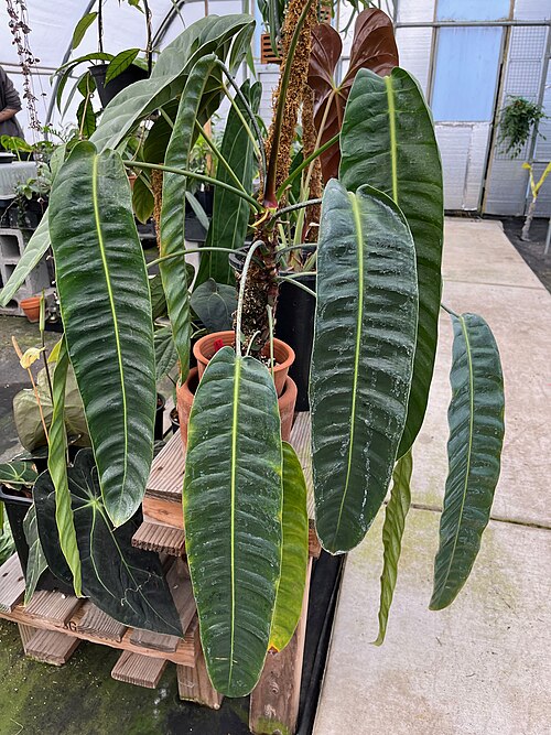 Philodendron Patriciae