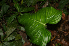 Philodendron Plowmanii