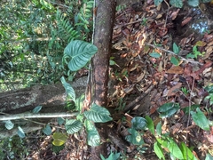Philodendron Sodiroi