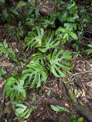 Philodendron Splendid