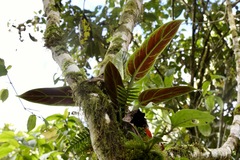 Philodendron Subhastatum (Fuzzy Petiole)