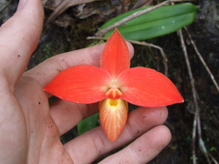 Phragmipedium Besseae