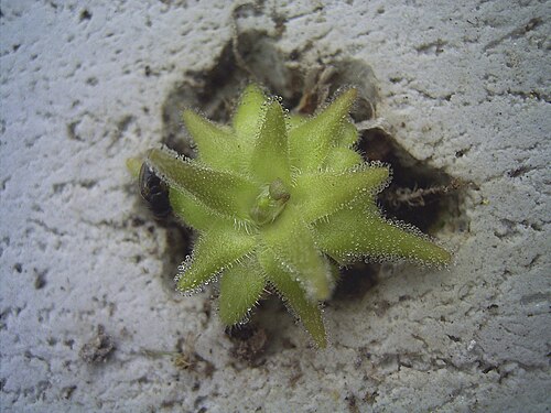 Pinguicula Gypsicola