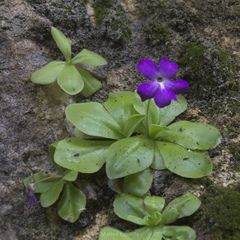 Pinguicula Moranensis