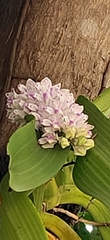 Rhynchostylis Géant
