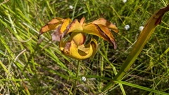 Sarracénie Alata
