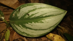 Scindapsus Officinalis