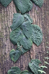 Scindapsus Pictus Argyraeus