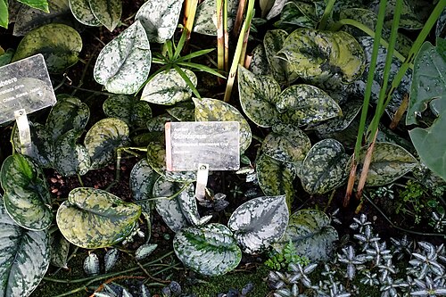 Scindapsus Siamensis