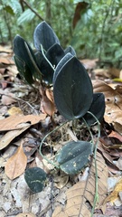 Scindapsus Treubii Moonlight