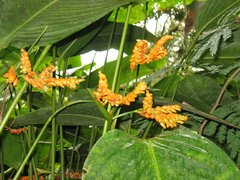 Stromanthe Jacquinii