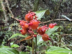 Stromanthe Thalia