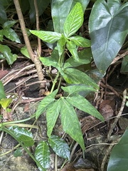 Syngonium Milk Confetti