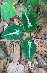 Syngonium Wendlandii