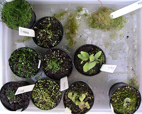 Utricularia Calycifida