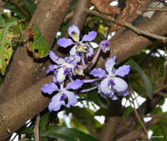 Vanda Bleue