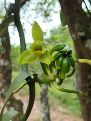 Vanille Planifolia