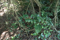 Zamioculcas Loddigesii
