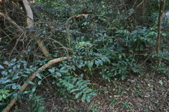 Zamioculcas Zamiifolia 'Variegata'