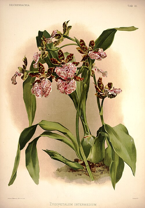 Zygopetalum Intermedium